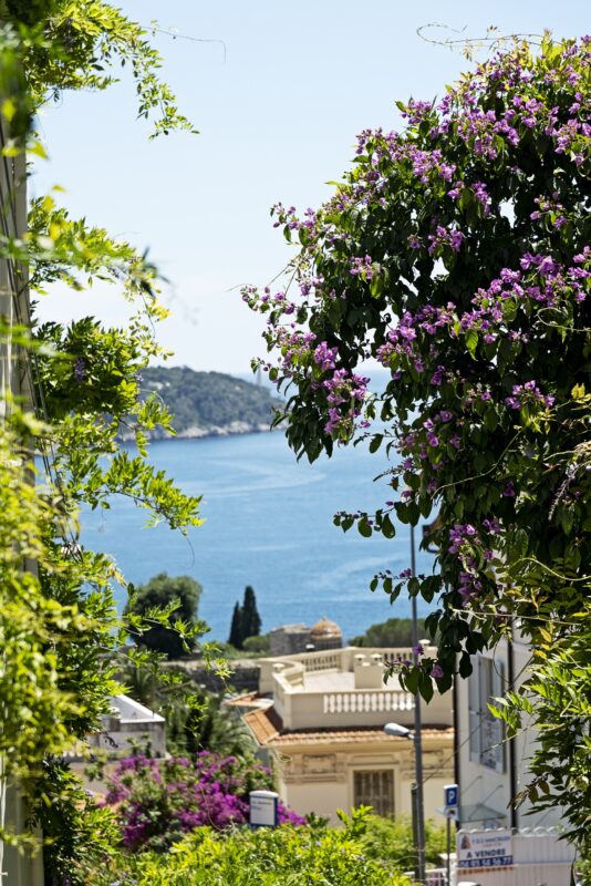 villefranche blomster middelhavet