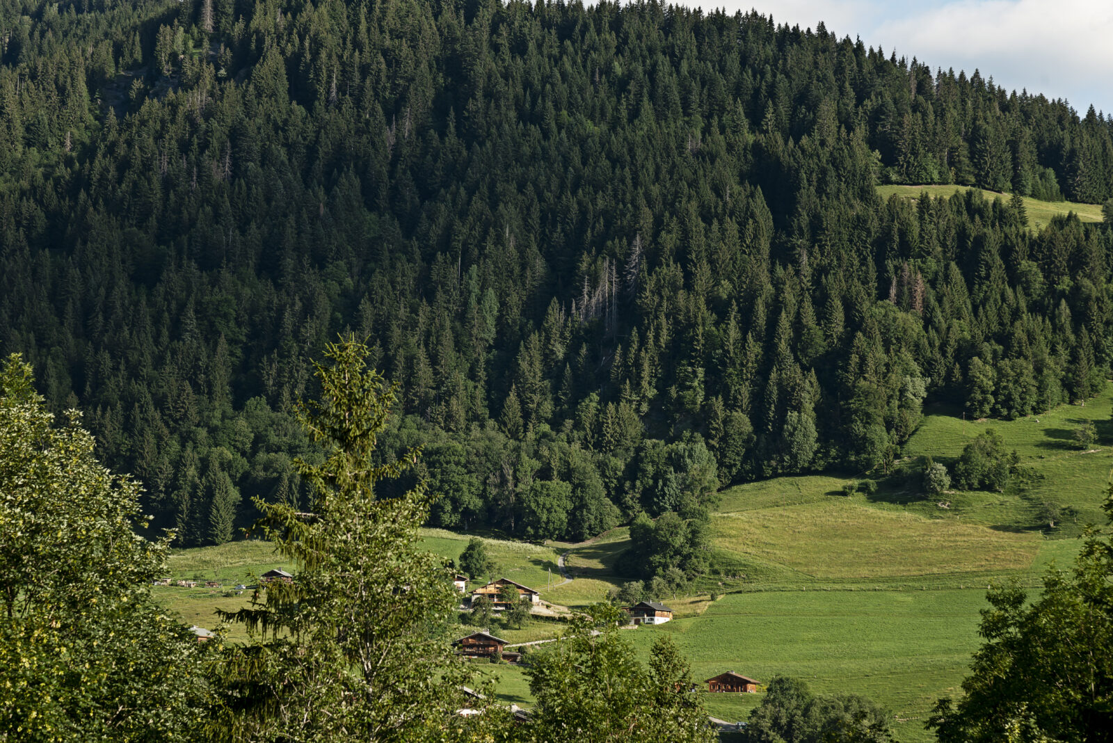 alper sommer grantræer skov frodig natur