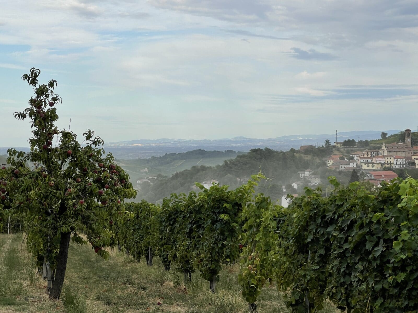 Piemonte vinmarker by huse