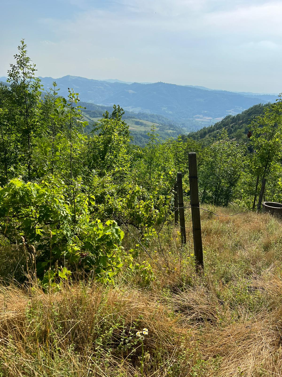 Italien piemonte udsigt vinmarker